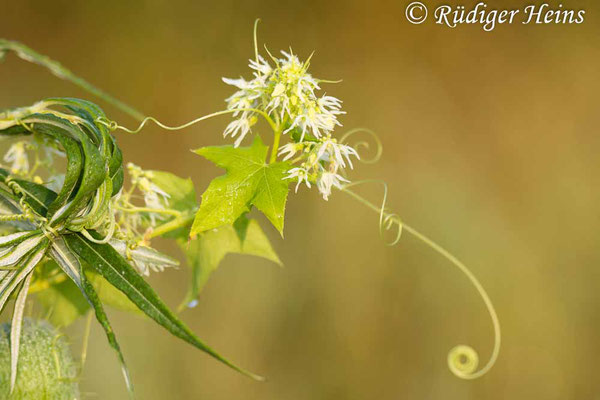 Stachelgurke (Echinocystis lobata), 20.8.2024 - Makroobjektiv 100mm f/2.8