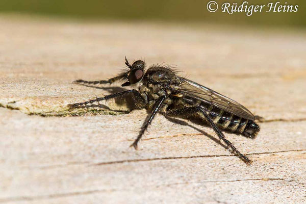 Lasiopogon cinctus (Gemeiner Grauwicht) Männchen, 25.4.2020
