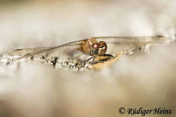 Sympetrum striolatum (Große Heidelibelle) Weibchen, 23.10.2023