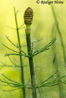 Equisetum fluviatile (Teich-Schachtelhalm), 11.6.2017