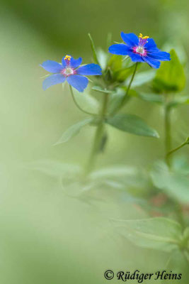 Anagallis arvensis (Acker-Gauchheil)