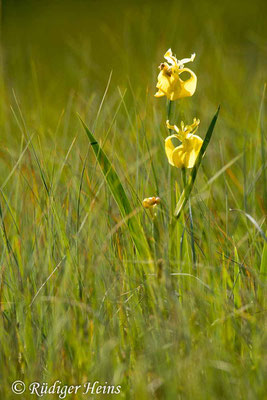 Iris pseudacorus (Sumpf-Schwertlilie), 26.5.2023