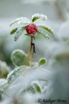 Vaccinium vitis-idaea (Preiselbeere), 15.12.2022