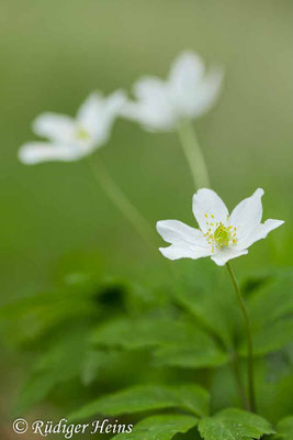 Buschwindröschen (Anemone nemorosa), 11.4.2024 - Makroobjektiv 100mm f/2.8