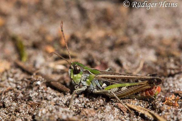 Myrmeleotettix maculatus (Gefleckte Keulenschrecke) Männchen, 21.7.2020