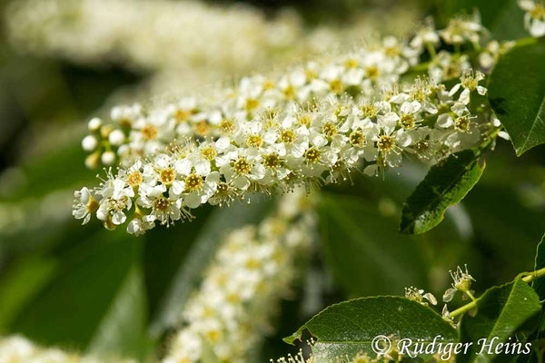 Prunus serotina (Späte Traubenkirsche)