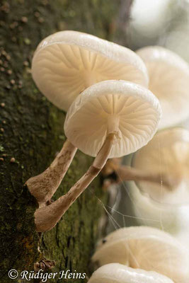  Oudemansiella mucida (Buchen-Schleimrübling), 20.10.2019