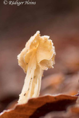 Helvella crispa (Herbst-Lorchel), 26.12.2020