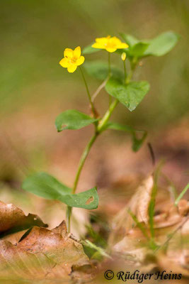 Lysimachia nemorum (Hain-Gilbweiderich), 26.5.2019