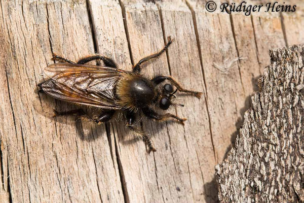 Laphria flava (Gelbe Mordfliege) Männchen, 7.7.2020
