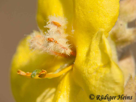 Verbascum densiflorum (Großblütige Königskerze), 24.9.2011