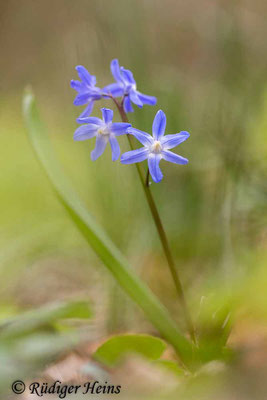 Chionodoxa luciliae (Gewöhnliche Sternhyazinthe), 12.4.2023