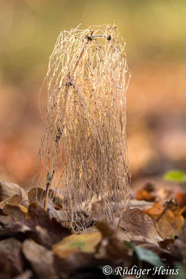 Equisetum sylvaticum (Wald-Schachtelhalm), 16.11.2020