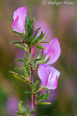 Ononis spinosa (Dornige Hauhechel)