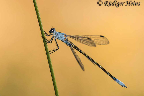 Lestes macrostigma (Dunkle Binsenjungfer) Männchen, 16.5.2022