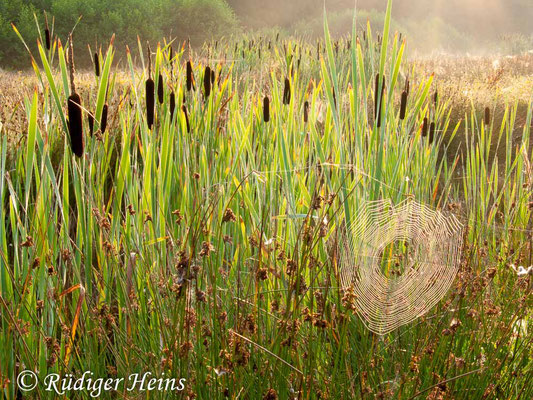 Typha latifolia (Breitblättriger Rohrkolben), 7.8.2009