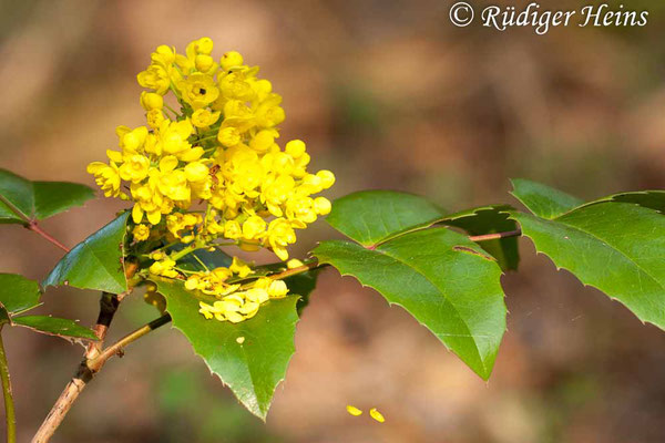 Mahonia aquifolium (Gewöhnliche Mahonie), 1.5.2010