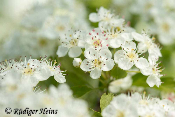 Crataegus monogyna (Eingriffeliger Weißdorn)