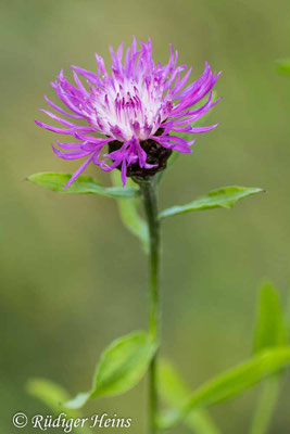 Centaurea jacea (Wiesen-Flockenblume), 19.6.2021