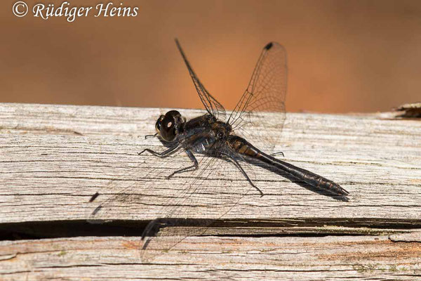 Sympetrum danae (Schwarze Heidelibelle) Männchen, 6.10.2022