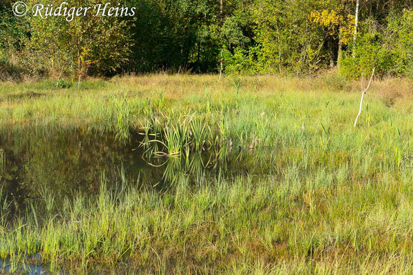 Sympetrum sanguineum (Blutrote Heidelibelle) Habitat, 11.10.2018