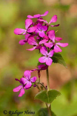 Lunaria annua (Einjähriges Silberblatt), 29.4.2012