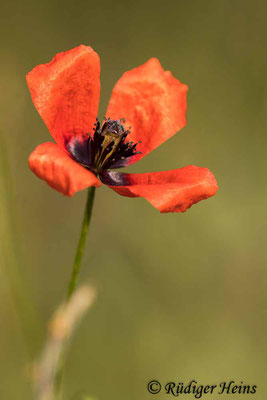 Papaver argemone (Sand-Mohn), 10.6.2021