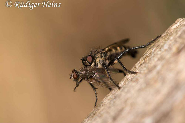 Lasiopogon cinctus (Gemeiner Grauwicht) Männchen, 25.4.2022