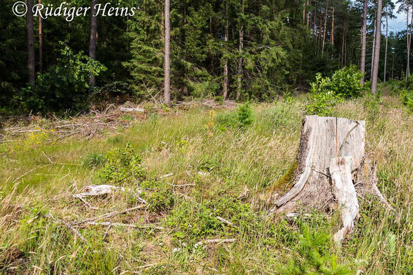 Laphria flava (Gelbe Mordfliege) Habitat, 29.6.2020