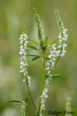 Melilotus albus (Weißer Steinklee), 13.7.2020