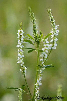 Melilotus albus (Weißer Steinklee)
