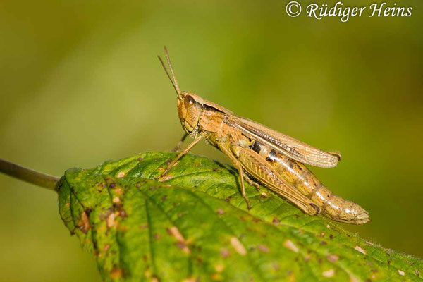 Chorthippus albomarginatus (Weißrandiger Grashüpfer) Weibchen, 27.8.2017