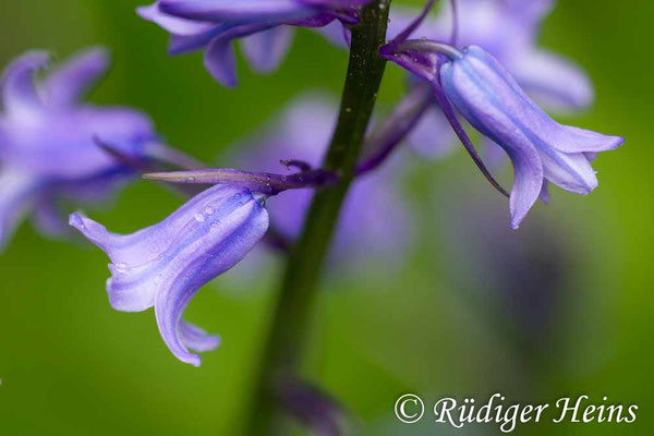 Hyacinthoides non-scripta (Atlantisches Hasenglöckchen), 25.5.2015