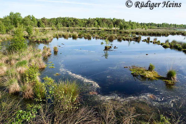 Leucorrhinia dubia (Kleine Moosjungfer) Habitat, 31.5.2023