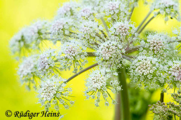 Angelica sylvestris (Wald-Engelwurz), 16.7.2018