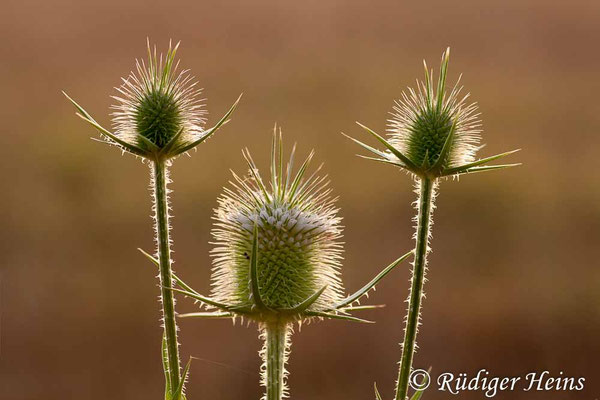 Dipsacus laciniatus, Schlitzblatt-Karde