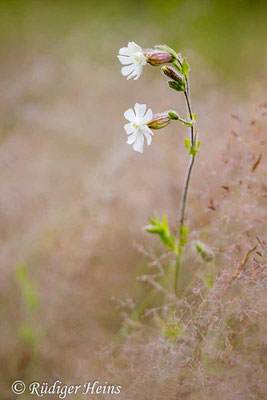 Silene latifolia (Weiße Lichtnelke), 18.7.2024