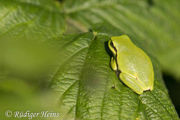 Hyla arborea (Laubfrosch), 29.7.2024