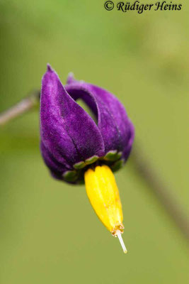 Solanum dulcamara (Bittersüßer Nachtschatten), 19.7.2019