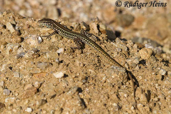 Podarcis tiliguerta (Tyrrhenische Mauereidechse)