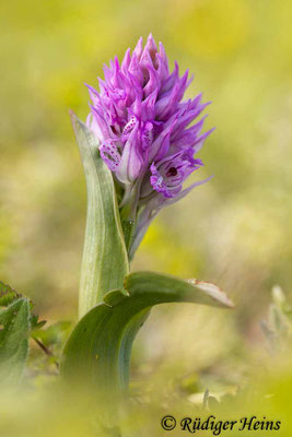 Neotinea tridentata (Dreizähniges Knabenkraut), 29.4.2024