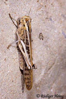 Locusta migratoria (Europäische Wanderheuschrecke) Männchen