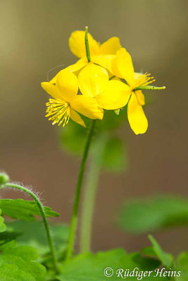 Chelidonium majus, Schöllkraut