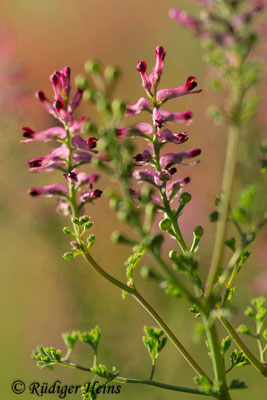 Fumaria officinalis (Gewöhnlicher Erdrauch), 7.5.2019