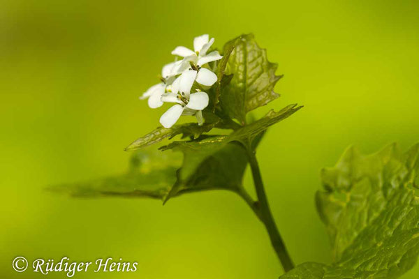 Alliaria petiolata (Knoblauchsrauke), 26.4.2025