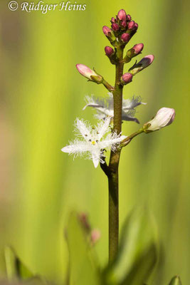 Menyanthes trifoliata (Fieberklee)