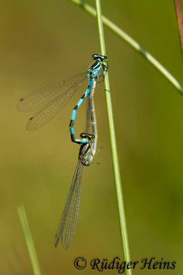 Coenagrion hastulatum (Speer-Azurjungfer) Paarung, 25.5.2018