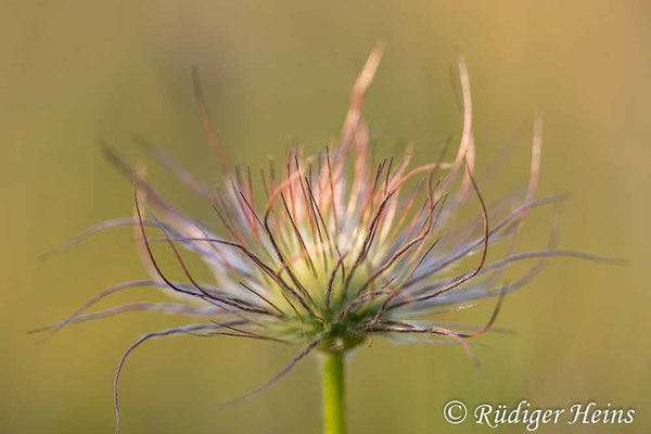 Pulsatilla vulgaris (Gewöhnliche Küchenschelle), 11.6.2023
