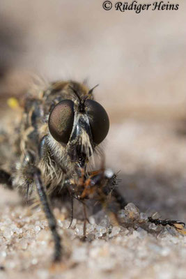 Dysmachus trigonus (Säbel-Raubfliege) Weibchen