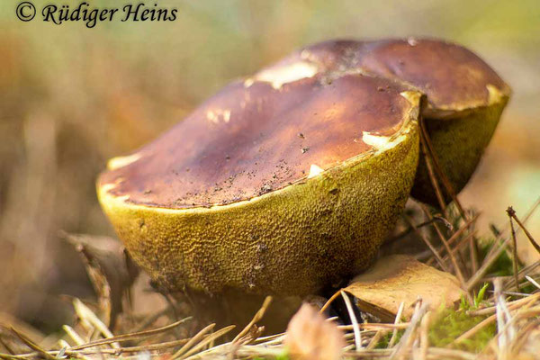 Xerocomus badius (Maronen-Röhrling), 19.10.2022